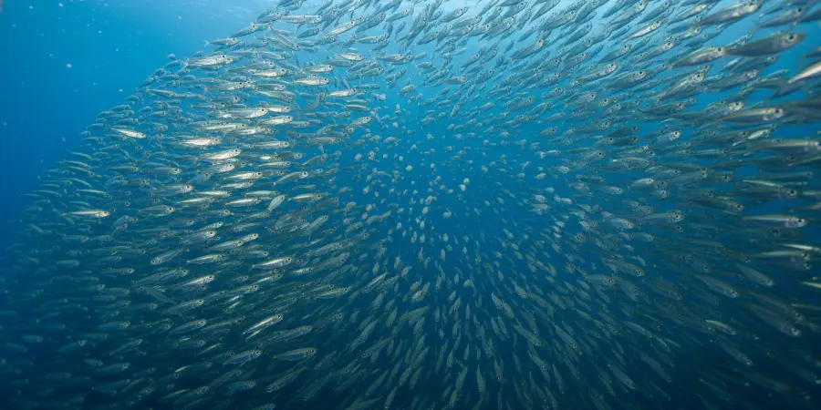 Vad är omega-3 om inte ett stim med ansjovis som simmar i havet.