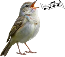 En bild på en sångfågel som sjunger fyra noter. Det är en oväntat monoton sång om man tolkar noterna.