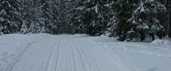 Fina skidspår