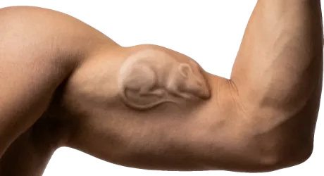En muskel, en biceps, där konturerna under huden ser ut som en liten mus.