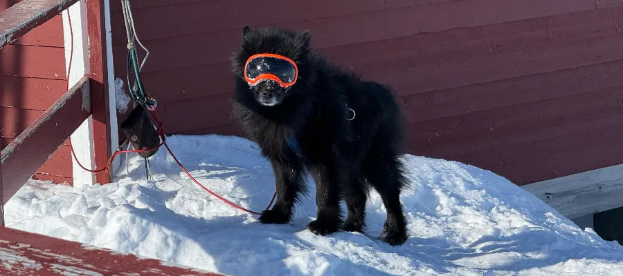 Hund med solglasögon