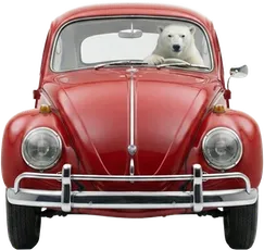 En isbjörn som kör en röd volkswagen-bubbla, detta bör du inte tänka på om du ska sova gott!