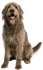 En hårig hund