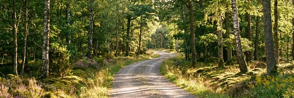 En slingrande grusväg som försvinner in i en lummig svensk lövskog på sensommaren. Solen silar genom grenverket.
