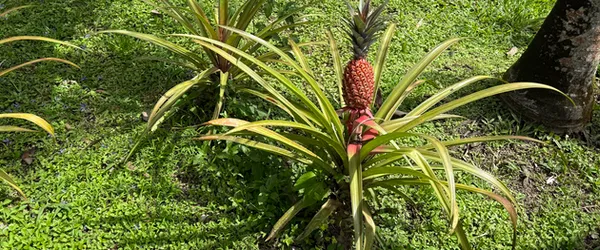 En ananas växer på en palm