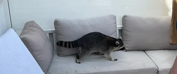 Den skurkaktiga tvättbjörnen. Swiper, inte stjäla, som Dora Utforskaren säger.
